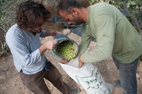 Ahmad Najjar and his foreign 'assistant' gather olives  (Photo credit: Ryan Roderick Beiler)